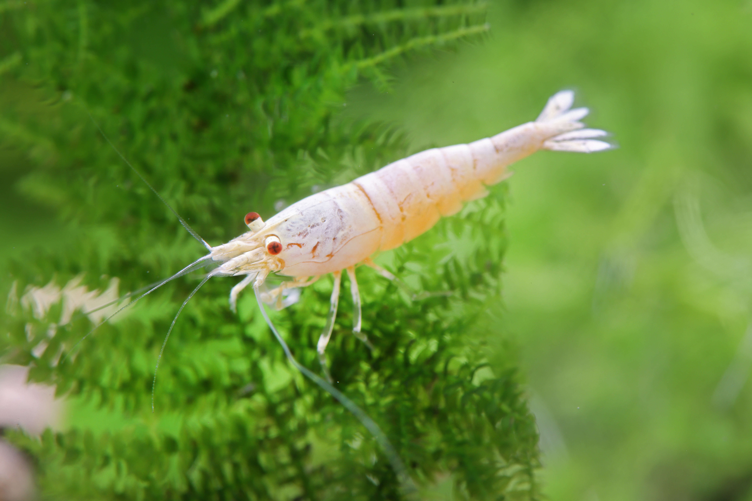 Snow White Bee Shrimp (Caridina logemanni)